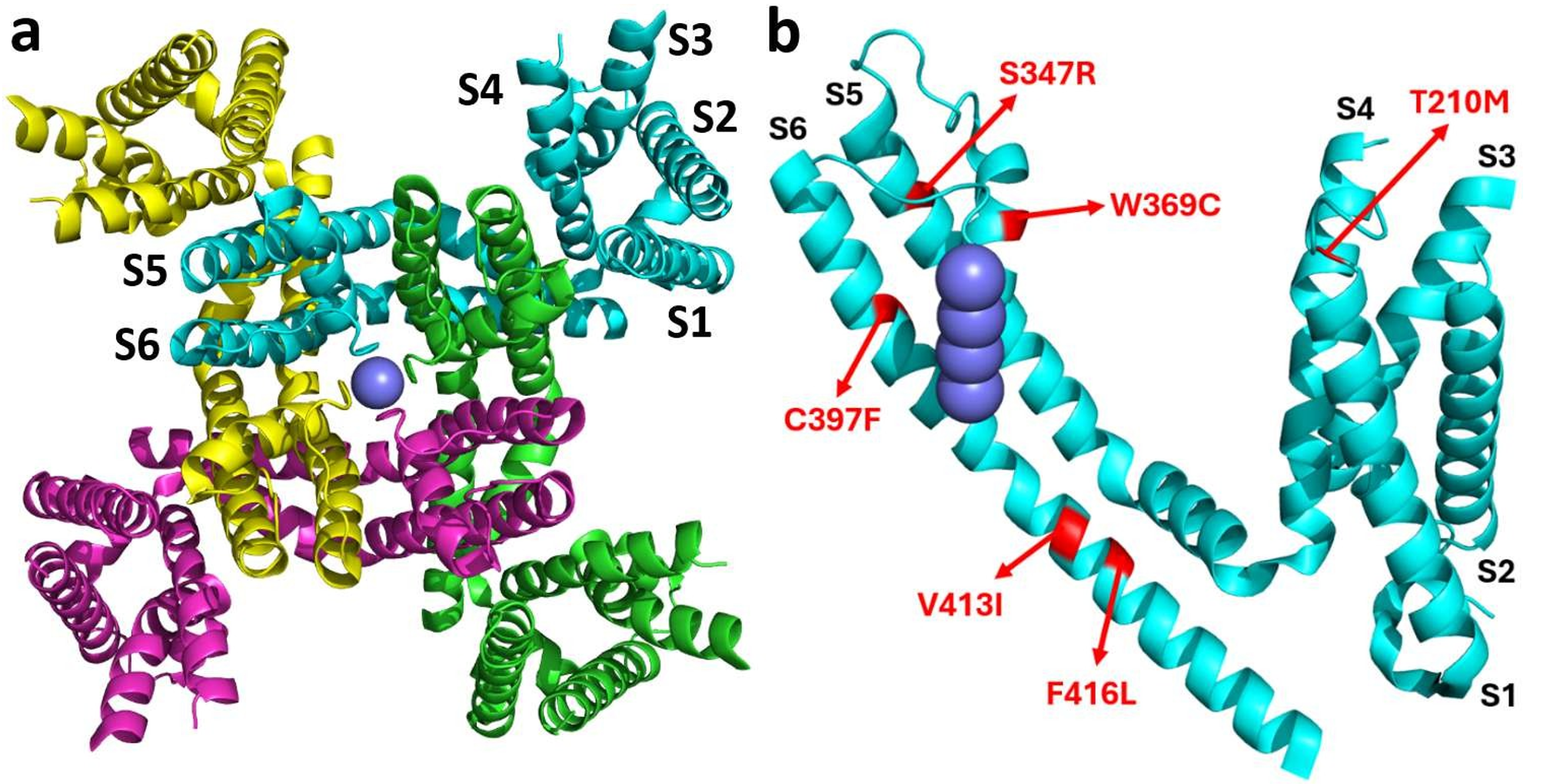 Kv2.1 3D structure with mutations