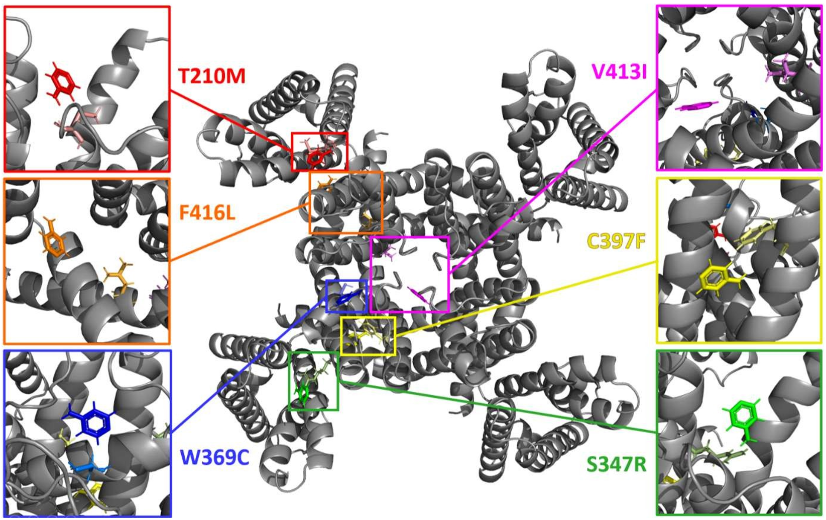 Binding sites for each mutant